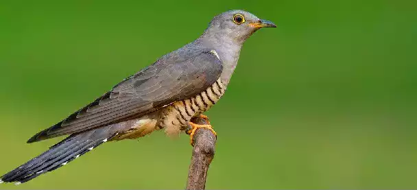 En avril, ne te découvre pas d'un fil ; en mai, fais ce qu'il te plaît.