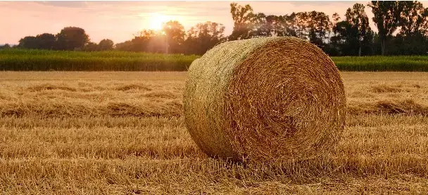 Beau mois de juin, change l'herbe en beau foin.