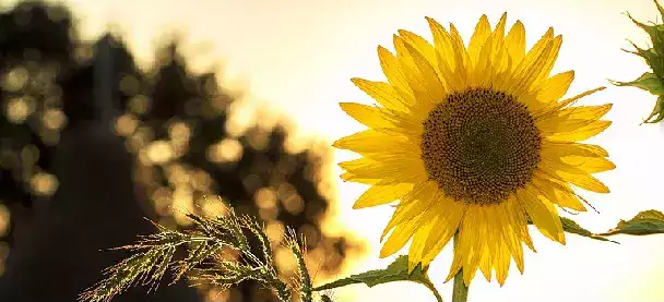 Le temps est vite réchauffé, par les doux rayons du soleil de mai.